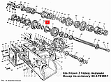 Шестерня КПП постійного зачеплення ведуча ЮМЗ-6, Д-65 (40-1701324)., фото 2