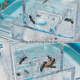 Акваріум для мурашок з підсвічуванням - "Ants Farm" - БЕЗ МУРАШОК, фото 4