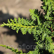 Кипарисовик тупий 'Філікоідес / Filicoides' ком 150-160см, фото 3