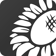 Насіння соняшника