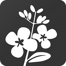 Насіння ріпака