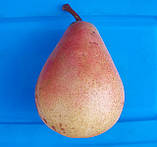 Груша Мілада (ТЕ 52-30). (айва Елін). Пізнолітній сорт, фото 8
