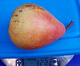 Груша Мілада (ТЕ 52-30). (айва Елін). Пізнолітній сорт, фото 5