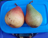 Груша Мілада (ТЕ 52-30). (айва Елін). Пізнолітній сорт, фото 3