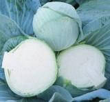 Акція !!! Капуста Агресор 2500 се за 790 грн