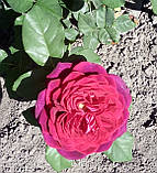 Троянда Астрід Графін фон Харденберг.  Шраб, фото 3