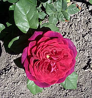 Троянда Астрід Графін фон Харденберг. (в). Шраб
