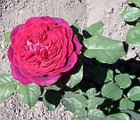 Троянда Астрід Графін фон Харденберг.  Шраб, фото 2