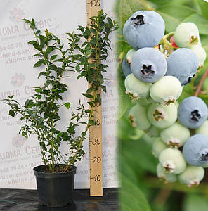 Саджанці лохини Блюкроп (Bluecrop) 4 річні, конт. 20 л, фото 2