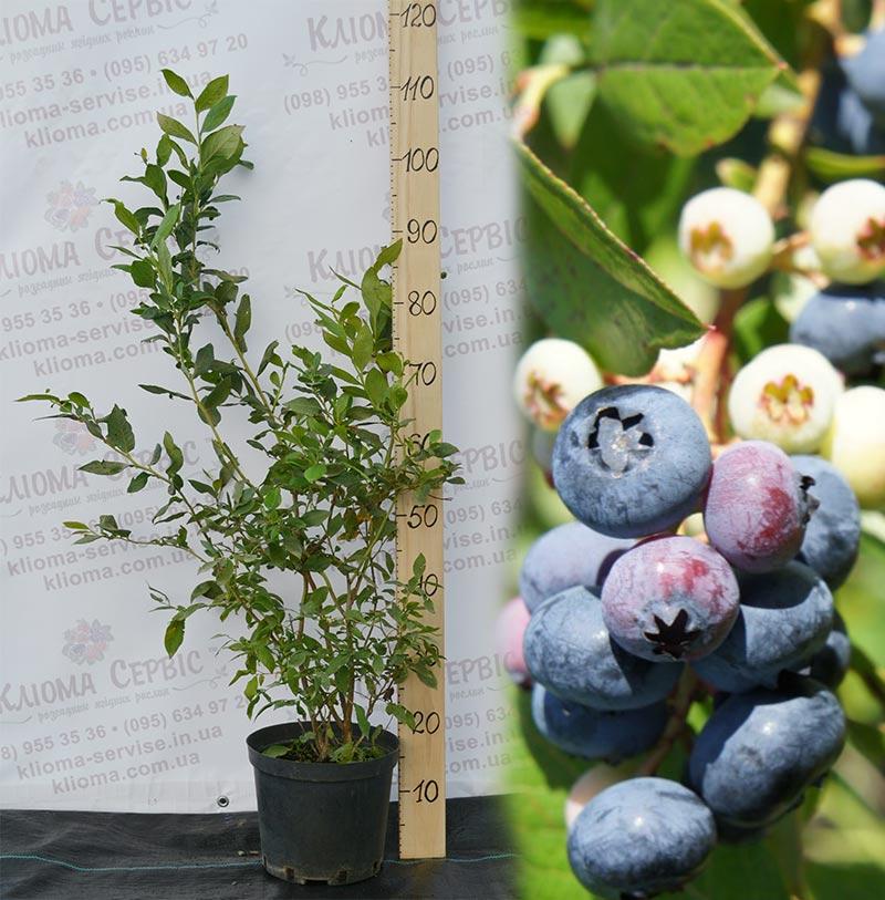 Лохина «Чантеклер» (Chanticleer), 4-річна в горщику h-100-130см. кущ.,3-5 пагонів