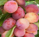 Саджанці сливи ЛІНКОЛЬН (дворічний) середнього терміну дозрівання, фото 2