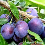 Саджанці сливи ГЕРМАН (дворічні) виверх раннього терміну дозрівання, фото 2