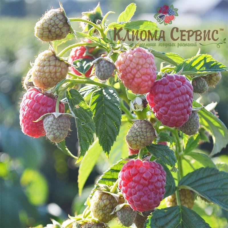 Саджанці малини сорт Маравілла (Maravilla), ремонтантна