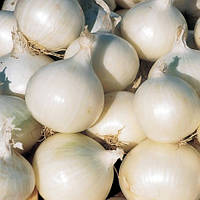 Лук севок озимый белый круглый Глэдстоун TOP ONIONS (ГОЛЛАНДИЯ)