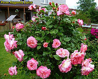 Троянда штамбова  Augusta Luise (Августа Луїза) 100см