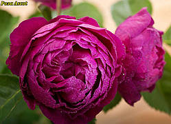 Роза Ascot (Аскот)