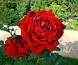 Роза Burgund 81(Бургунд-81), фото 3