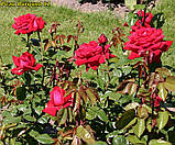 Роза Burgund 81(Бургунд-81), фото 5