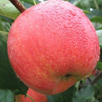 Саджанці яблуні ЧЕМПІОН (дворічний) зимовий термін дозрівання
