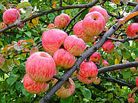 Саженці яблуні МЕЛЬБА (дворічні) літній термін дозрівання