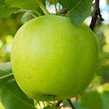 Саджанці яблуні МУТСУ (дворічний) зимового терміну, фото 3
