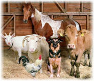 Обладнання для тваринництва і ветеринарії