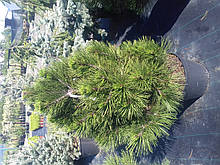 Сосна білокора - Pinus leucodermis Irish Bell
