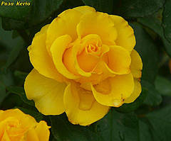 Троянда Kerio (Керіо)