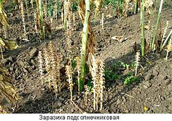 Вовчок соняшниковий