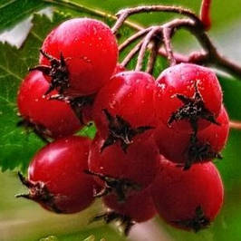 Саджанці глоду