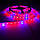 Фітострічка світлодіодна SMD 5050 (60 LED/m) IP65 (5червоних + 1синій), фото 5