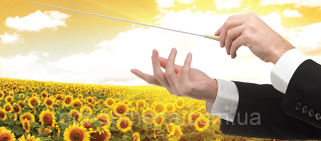 Насіння соняшнику Опера ПР (Syngenta) , фото 1