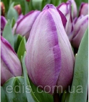 Тюльпан Тріумф Jacuzzi (Джакузі) 3 цибулинки