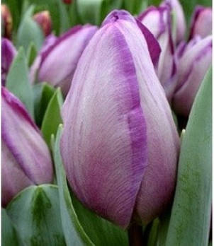 Тюльпан Тріумф Jacuzzi (Джакузі) 3 цибулинки, фото 1