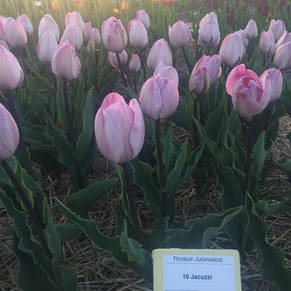 Тюльпан Тріумф Jacuzzi (Джакузі) 3 цибулинки, фото 2