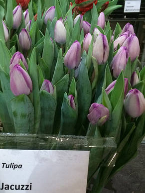 Тюльпан Тріумф Jacuzzi (Джакузі) 3 цибулинки, фото 3