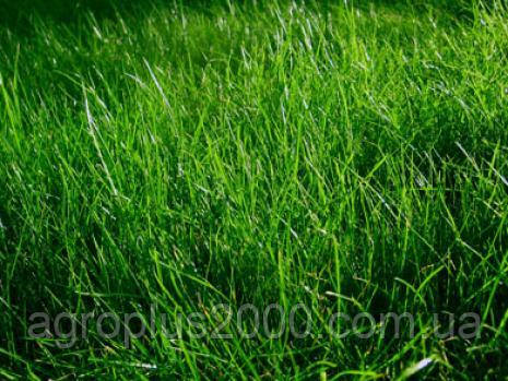 Насіння Газонна трава Вівсяниця тростинна 5 кг Україна