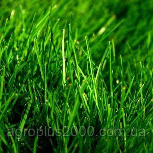 Насіння Газонна трава Вівсяниця червона 5 кг Україна