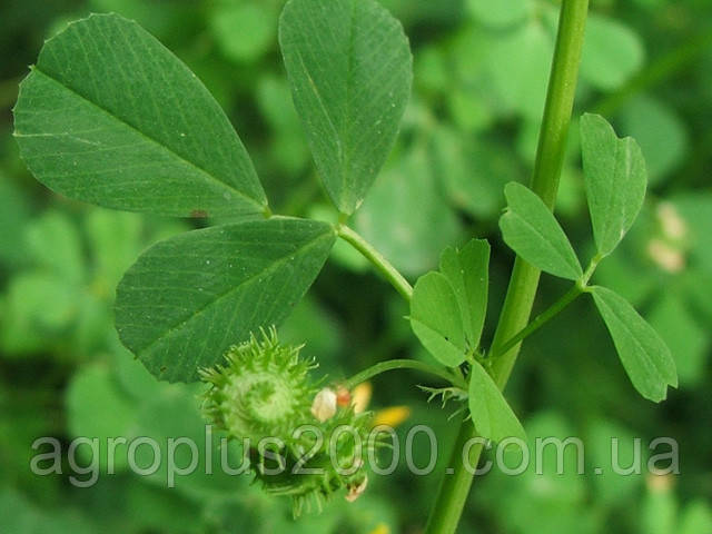 Семена Люцерна посевная 25 кг Украина - фото 2 - id-p584918778
