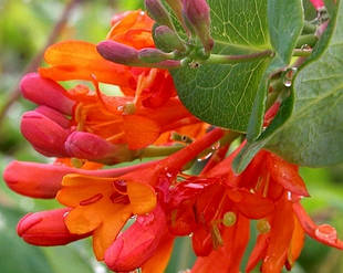 Саджанці жимолості декоративної