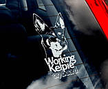 Австралійський Келпі (Australian Kelpie) стикер, фото 2