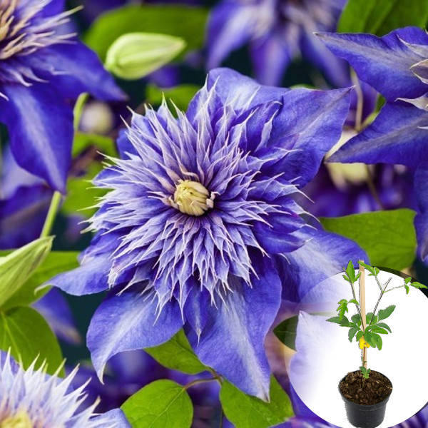 

Саженец Клематис Multi Blue