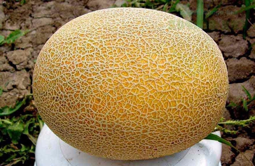 Насіння Дині Карамель, 0,5 кг