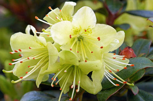 Азалія японська Princess Anne 3 річна, Азалія японська / рододендрон Принцеса Анна, Azalea japonica, фото 1