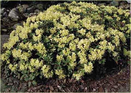 Азалія японська Princess Anne 3 річна, Азалія японська / рододендрон Принцеса Анна, Azalea japonica, фото 5