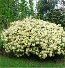 Азалія японська Princess Anne 3 річна, Азалія японська / рододендрон Принцеса Анна, Azalea japonica, фото 6