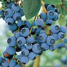 Лохина високоросла Bluecrop 3 річна (середньопізній сорт), Лохина високоросла Блюкроп, Vaccinium Bluecrop