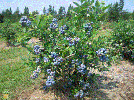 Лохина високоросла Bluecrop 3 річна (середньопізній сорт), Лохина високоросла Блюкроп, Vaccinium Bluecrop, фото 2