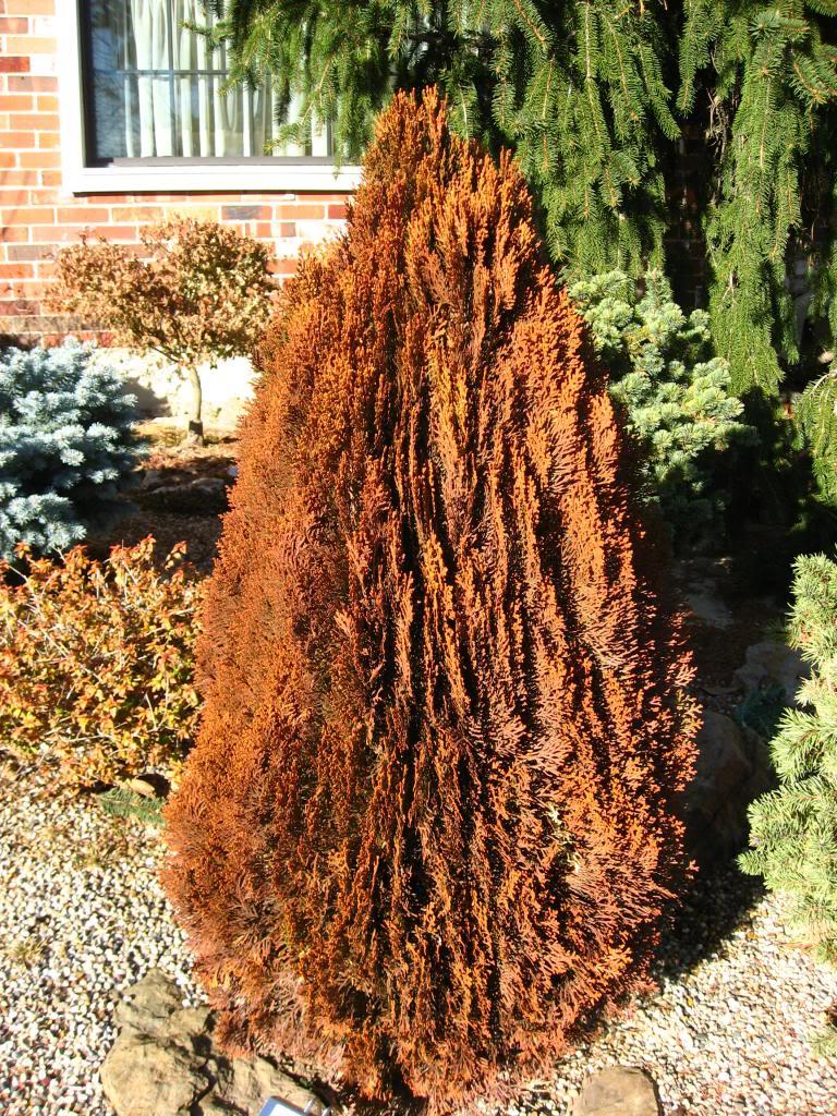 Туя східна Morgan 4 річна, Туя восточная Морган, Thuja / Platycladus orientalis Morgan