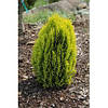 Туя східна Morgan 4 річна, Туя восточная Морган, Thuja / Platycladus orientalis Morgan, фото 7